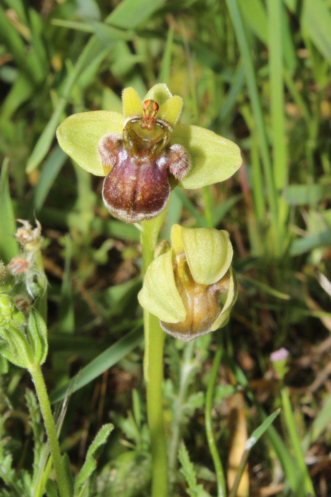 Orchidee dal promontorio del Gargano